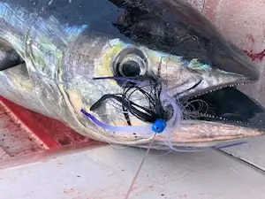 Close up picture of colorful yellowfin tuna caught by Manteo family.