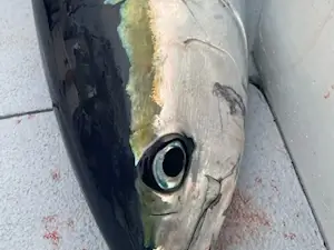 Close up of yellowfin tuna.