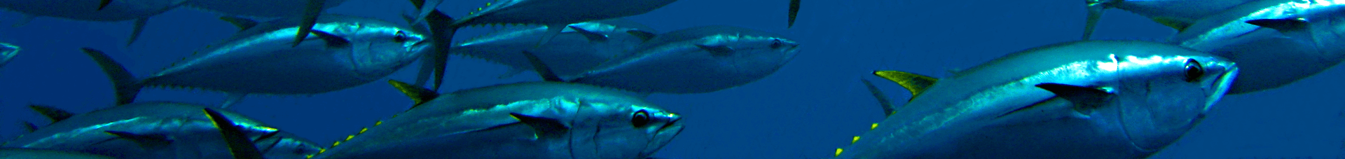 Bluefin Tuna